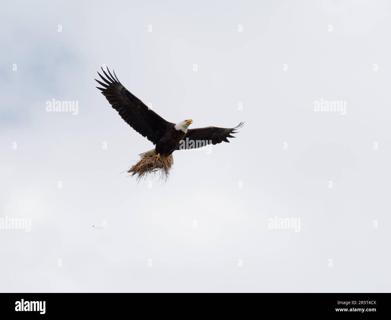 A majestic bald eagle soaring through the sky, its strong talons clutching a small nest in its grasp Stock Photo