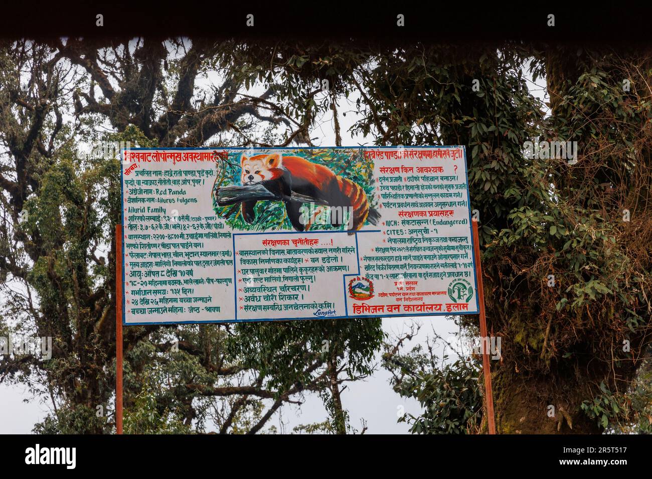 Nepal, Himalayas, Singalila National Park, Mossy oak forest in the sub