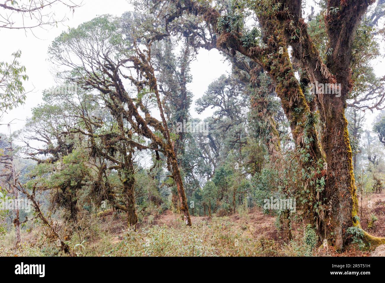 Nepal, Himalaya, Singalila National Park, Mossy oak forest in the sub