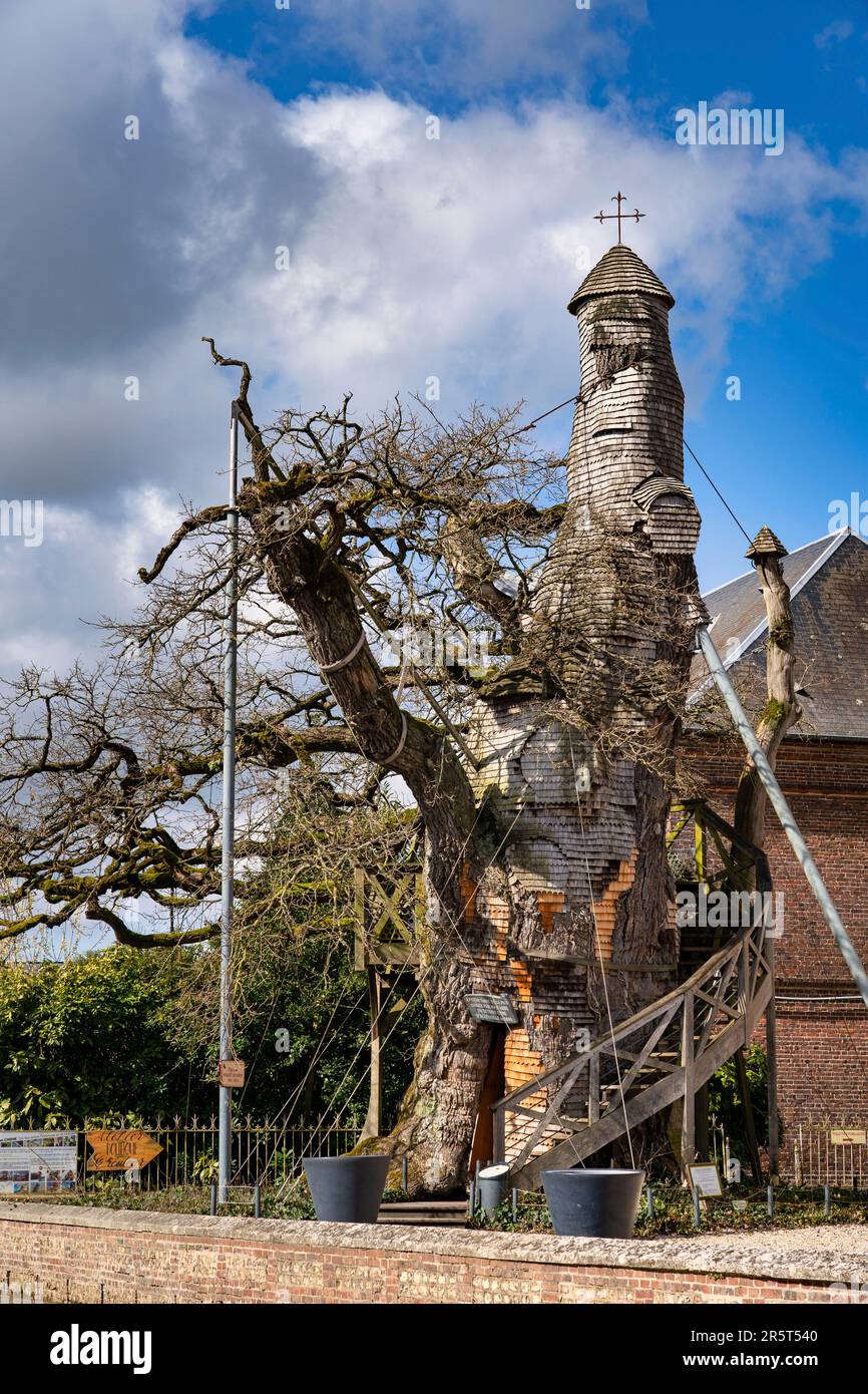 France, Haute Normandie, Seine Maritime, Allouville Bellefosse, the oldest oak in France, age estimated at 1200 years. The hollow trunk houses a chapel Stock Photo