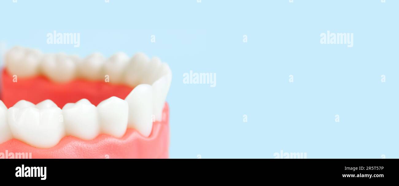 False teeth, jaws. Dentistry instruments and dental hygienist checkup