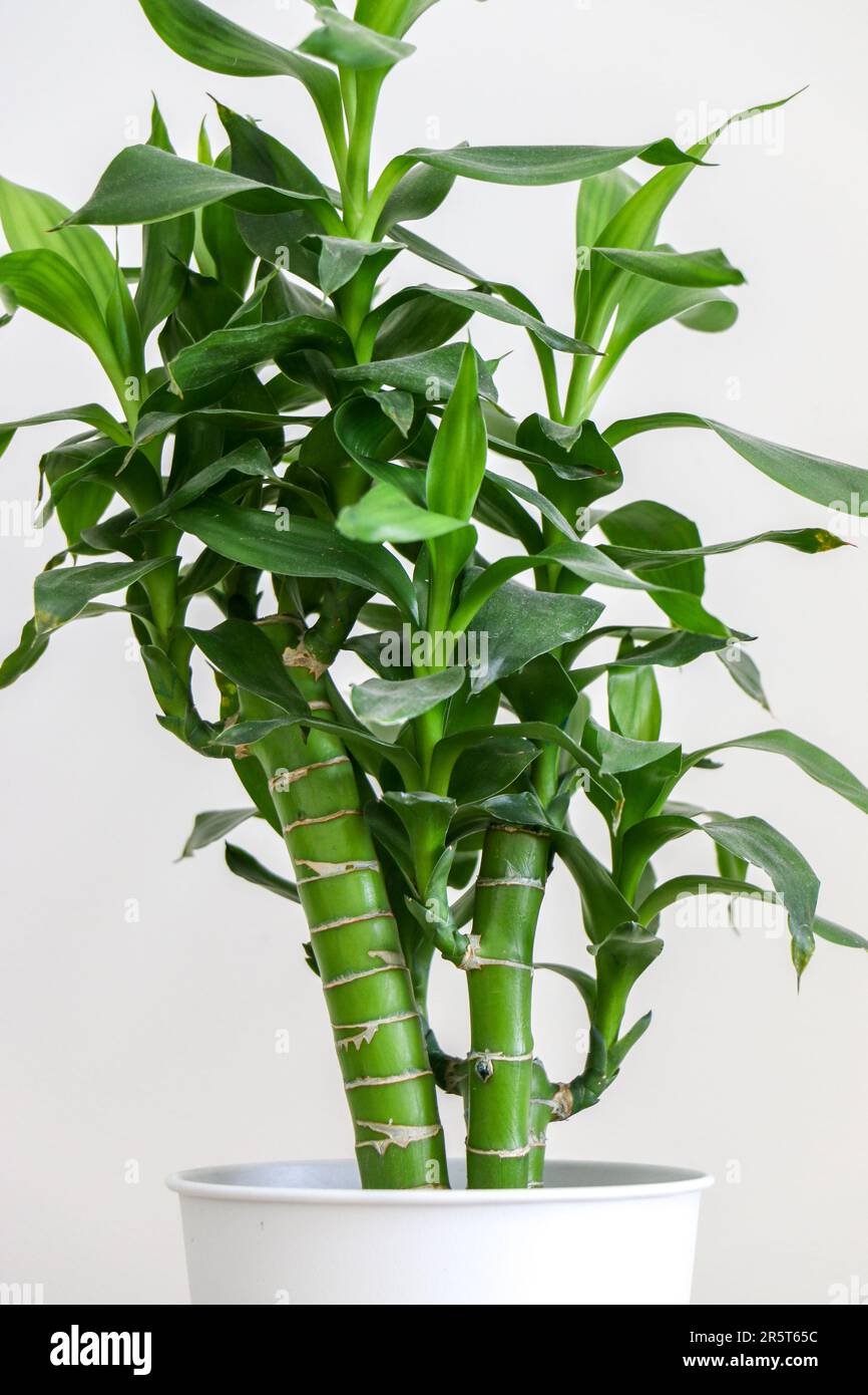 bromelie aechmea Aechmea gamosepala 