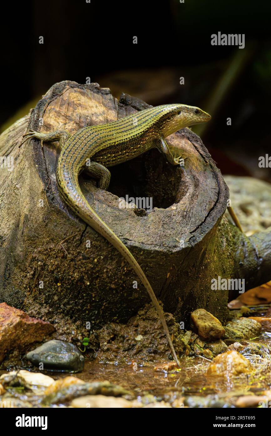 Skink perching on a tree stump looking into a distance isolated on dark background Stock Photo
