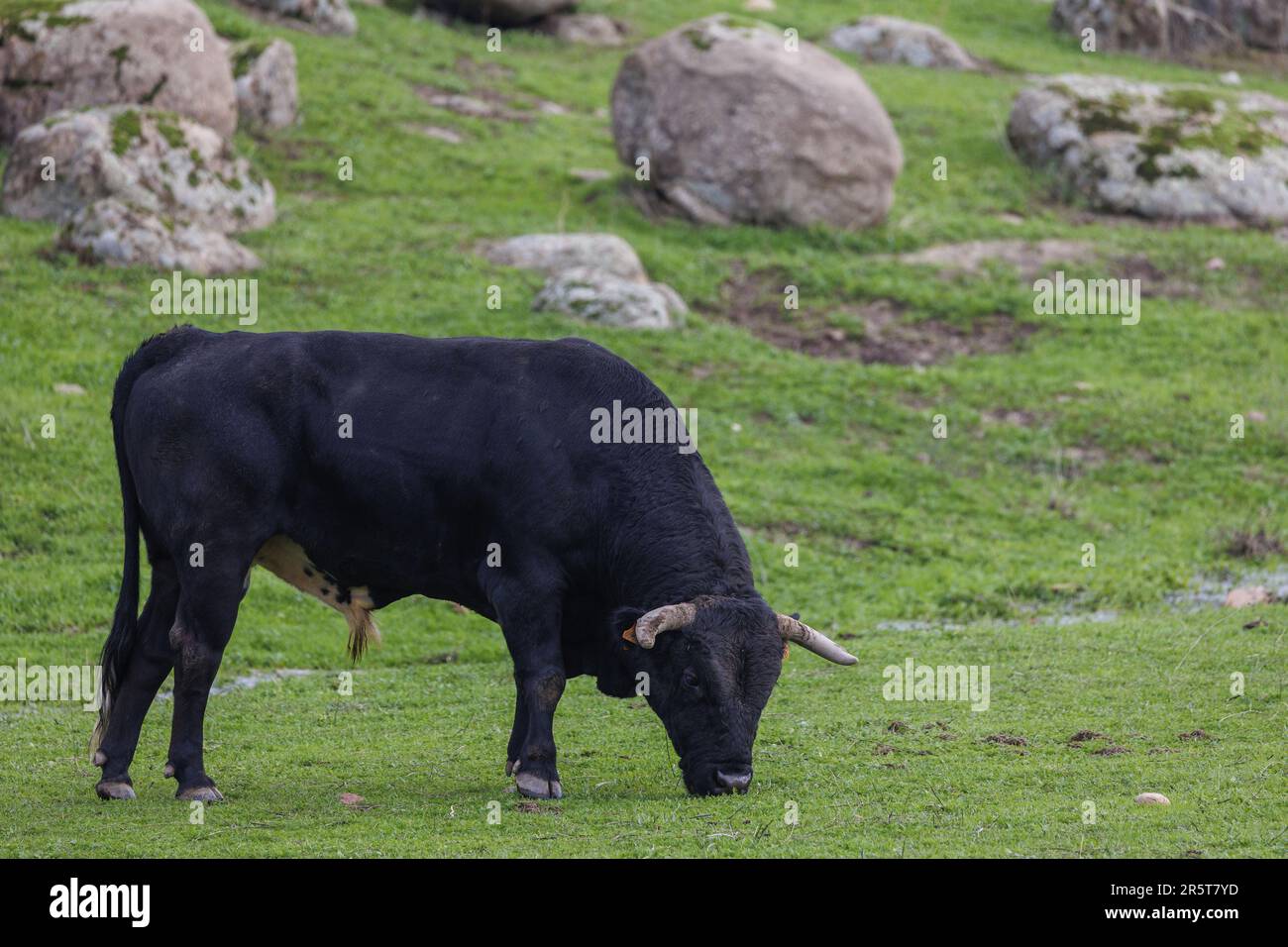 Spain, Andalusia, Sierra Morena, Sierra de Andújar, Sierra de Andújar ...