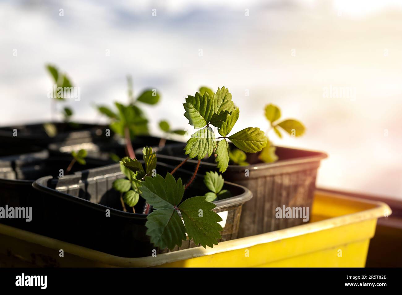 strawberry seedlings in a garden box in the sun Stock Photo - Alamy