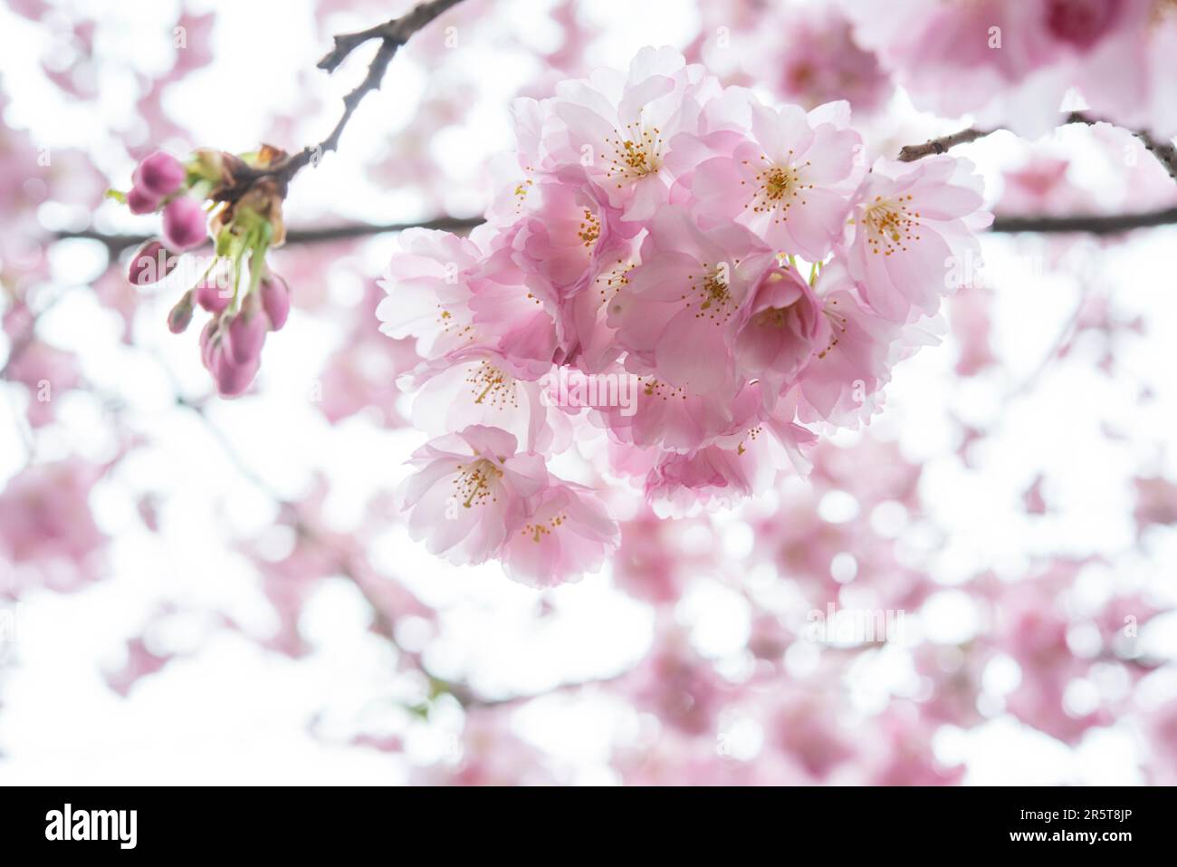 Beautiful cherry blossom sakura in spring time over blue sky Stock ...