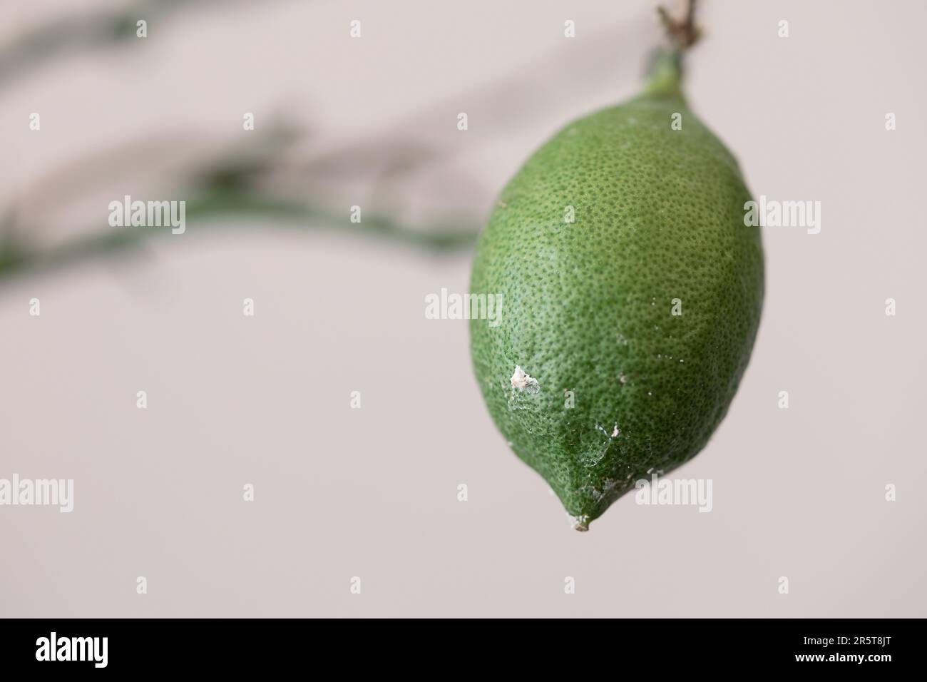 sick lemon without leaves affected by a flour mite Stock Photo