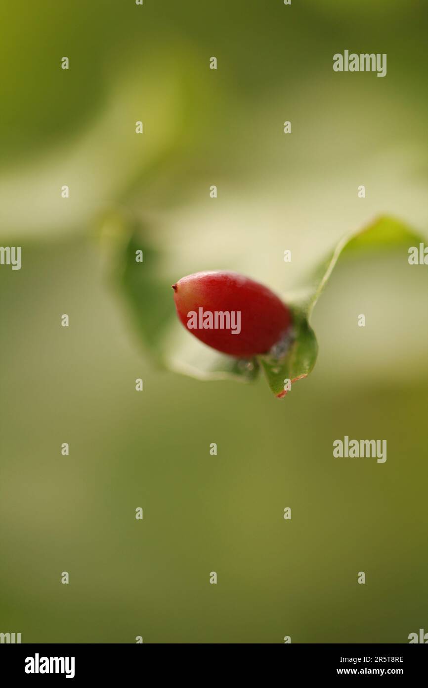 A vibrant red berry hangs delicately from the branch of a lush green ...