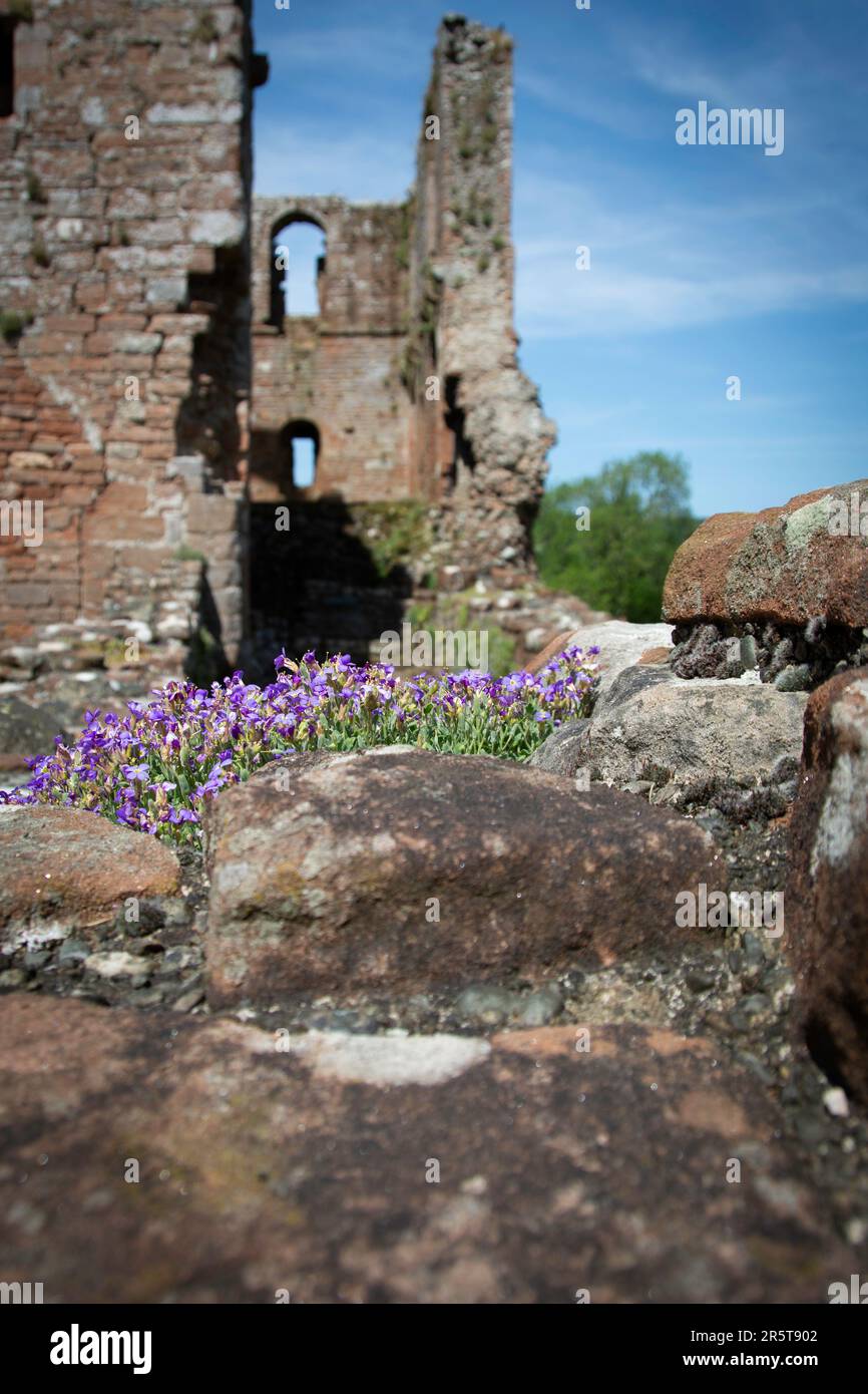 Brougham castle looking through grass and rock cress Stock Photo Alamy