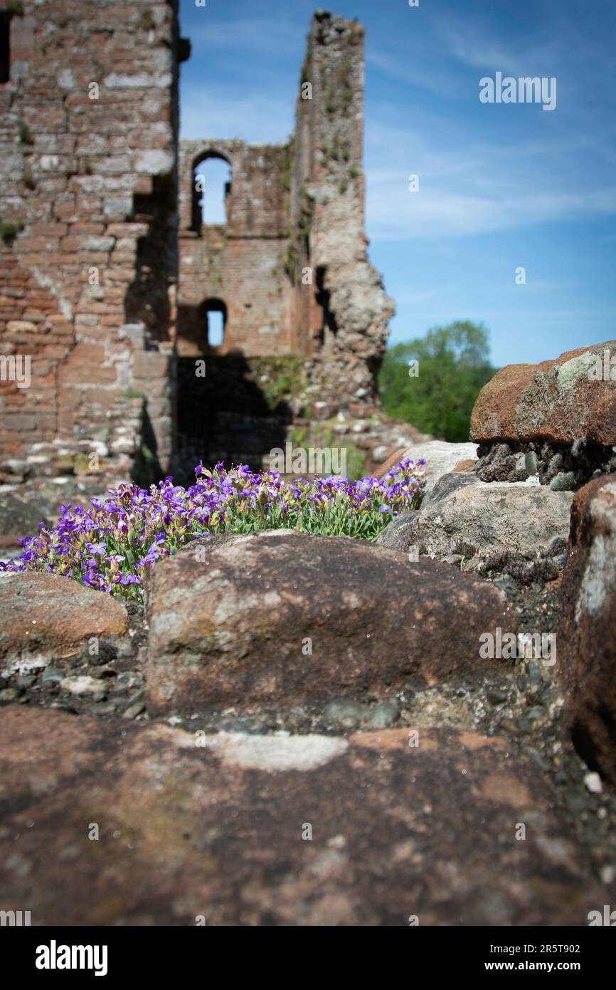 Brougham castle looking through grass and rock cress Stock Photo