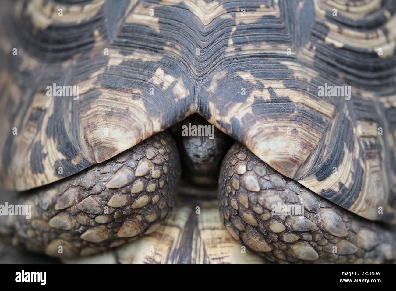 Close-up of a turtle head poking out of its shell Stock Photo