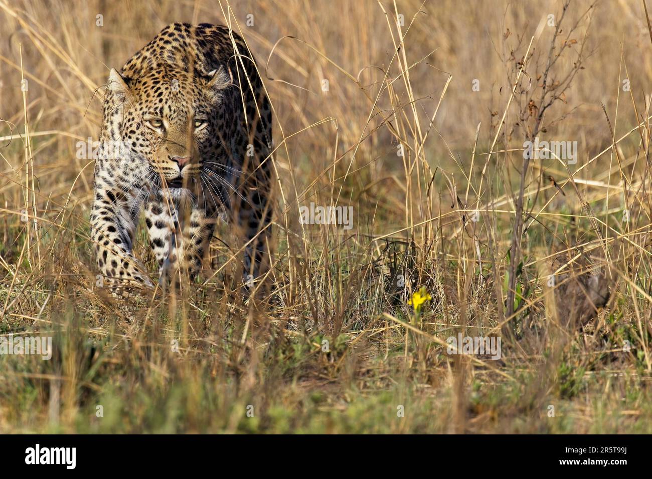 A wild leopard is walking through the tall, golden grass of its natural habitat, near another one of its species Stock Photo