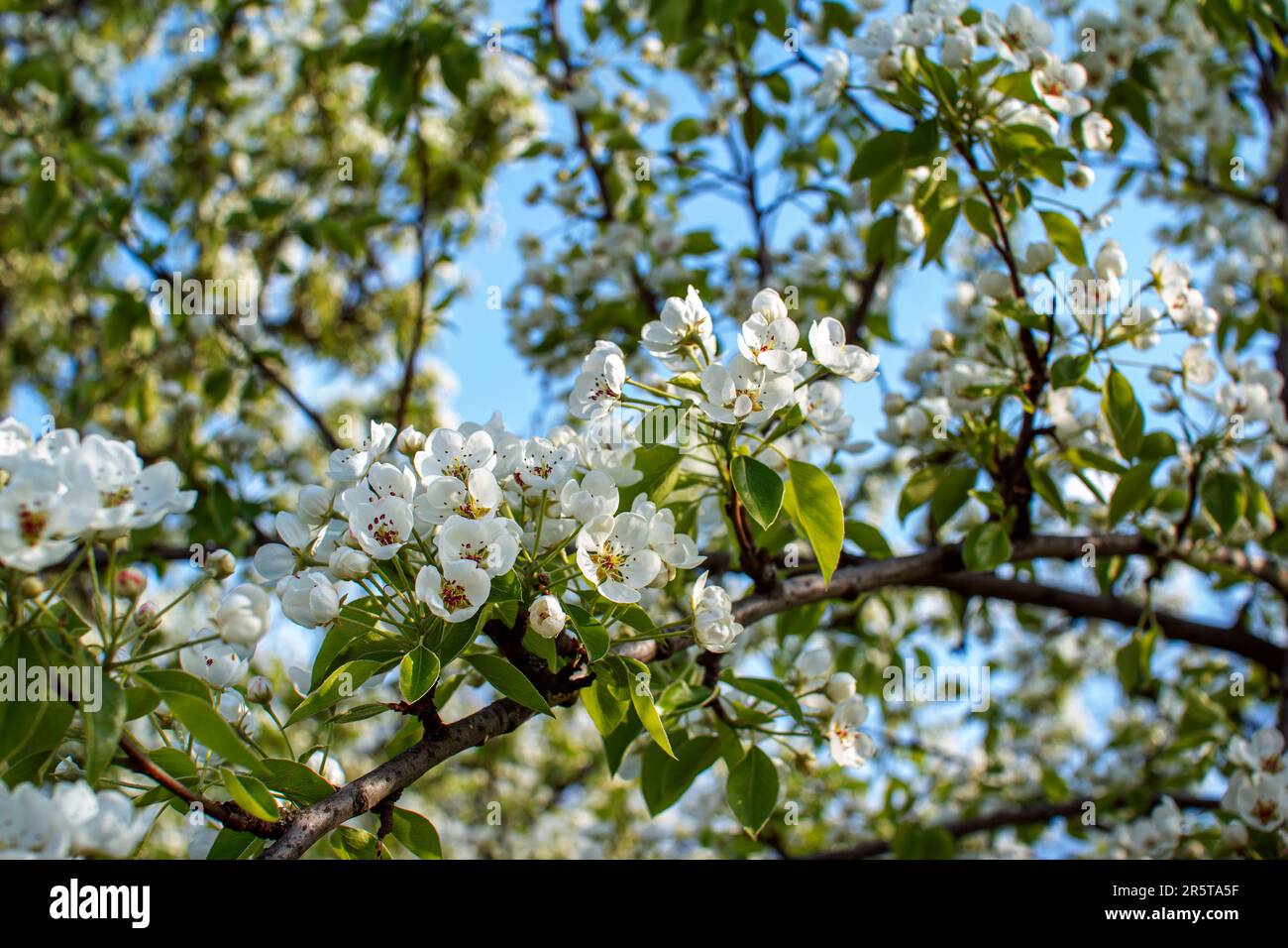 Beautiful blooming apple tree branches with white flowers growing in a ...