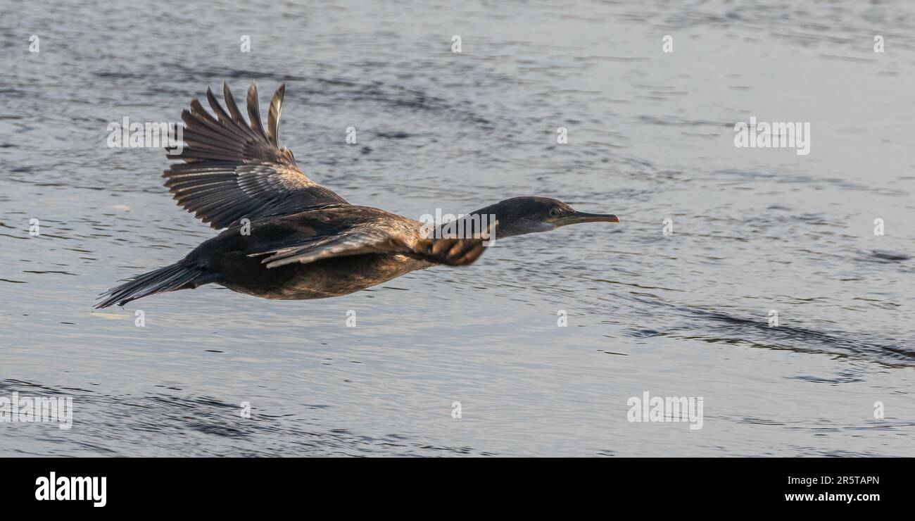 A juvenile Cormorant ( Phalacrocorax carbo) flying low to the water, wings outstretched ,    over  the Estuary in Clifden  Connemara. Stock Photo