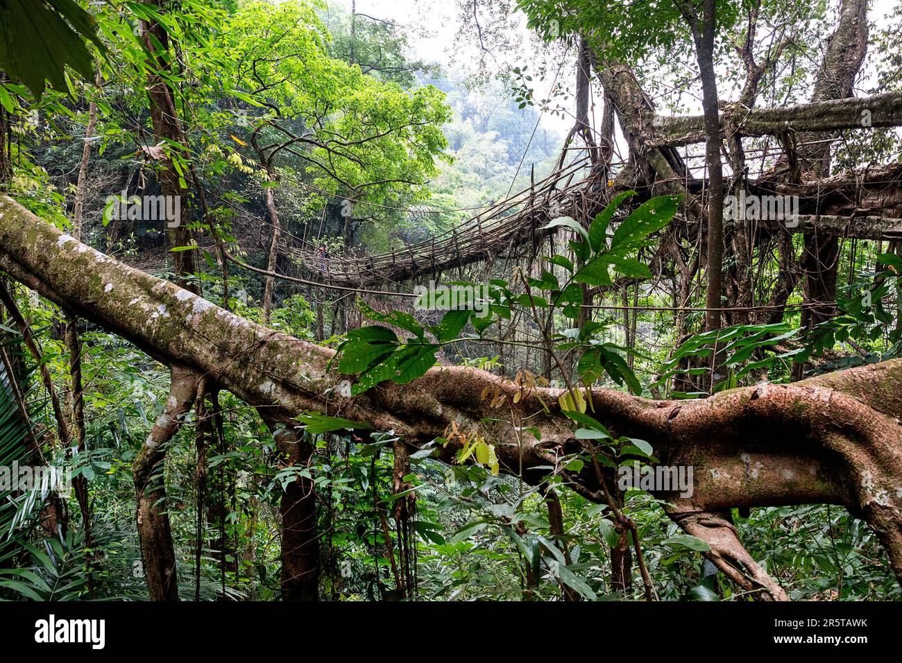 Spectacular Rangthylliang living root bridge in Cherrapunji region, Meghalaya, northeast India. The longest living root bridge in tropical rainforest Stock Photo