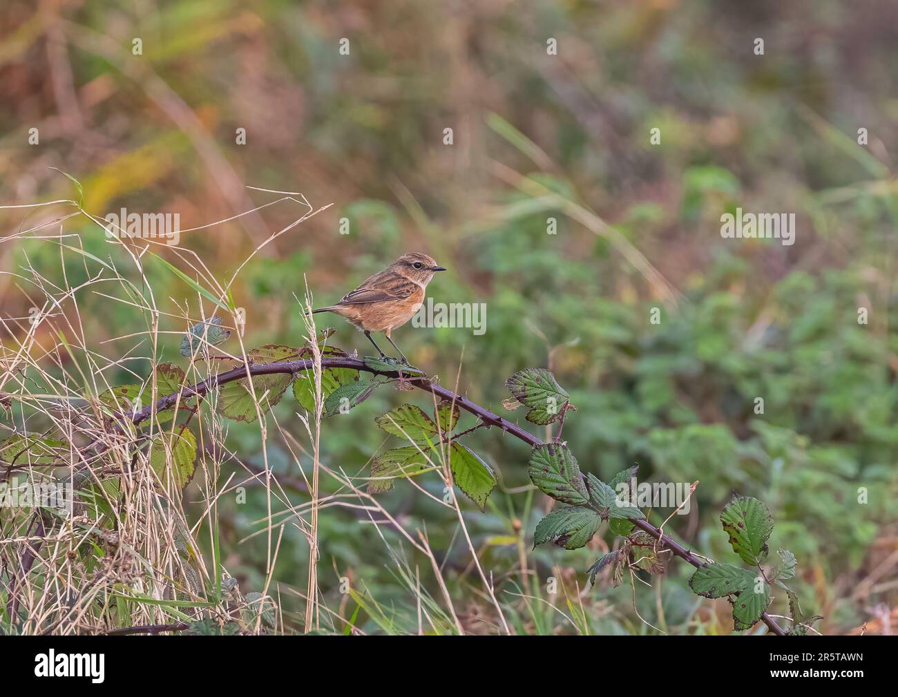 A colourful  female stonechat (Saxicola rubicola) taken  in it's natural habitat perched on bramble . Suffolk, UK Stock Photo