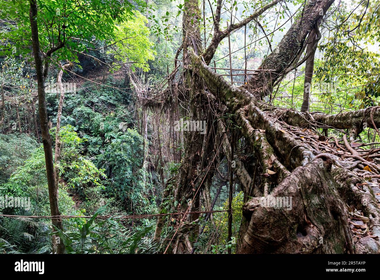 Living Root bridge of southern Meghalaya, handmade structure from the ...