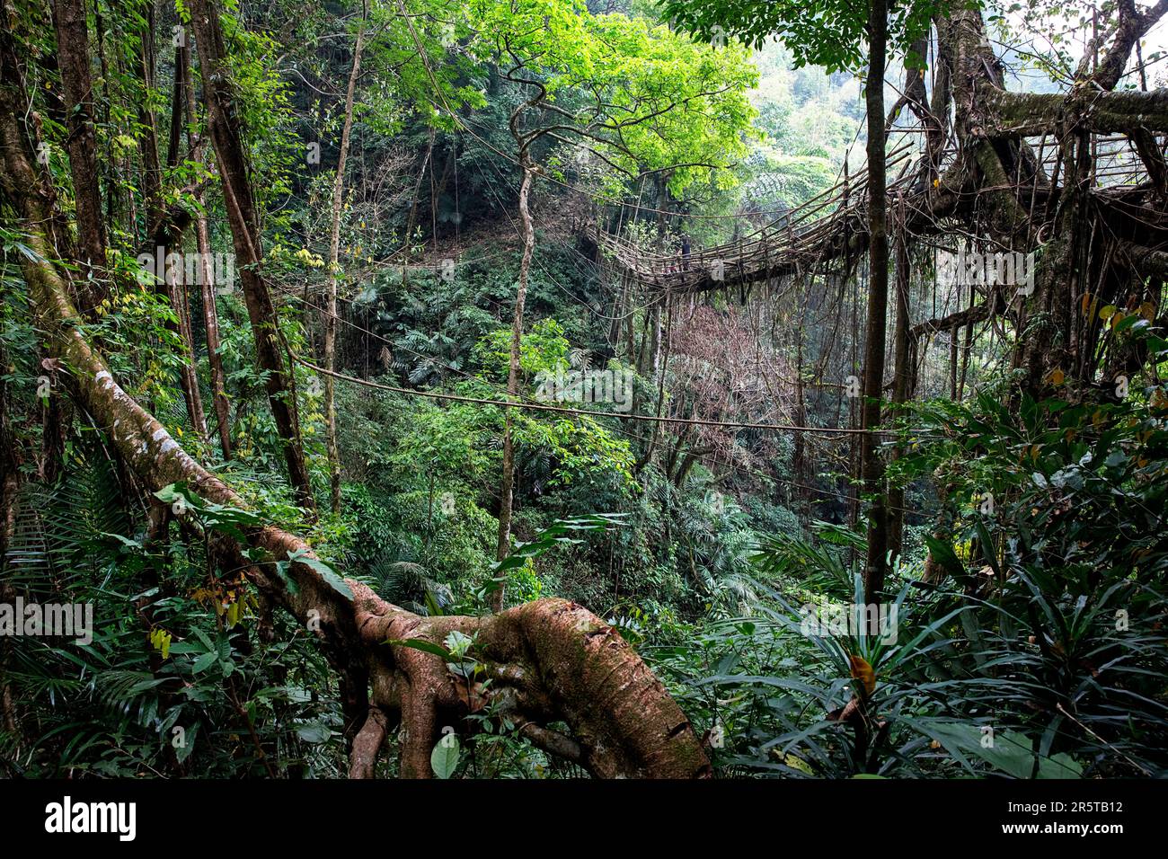 Bridge fig hi-res stock photography and images - Alamy