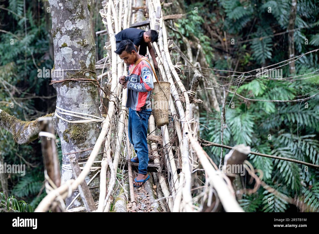 Living Root bridge of southern Meghalaya, handmade structure from the ...