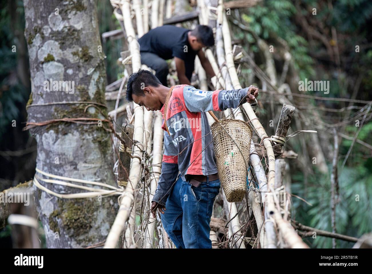 Living Root bridge of southern Meghalaya, handmade structure from the ...