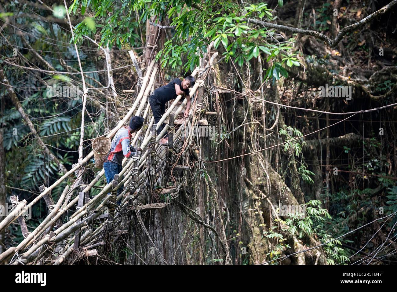 Fig tree bridge india hi-res stock photography and images - Alamy