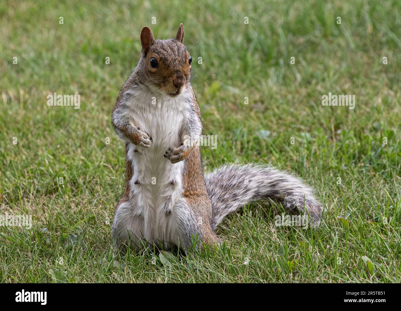 A very cheeky and rather fat / pregnant grey squirrel ( Sciurus