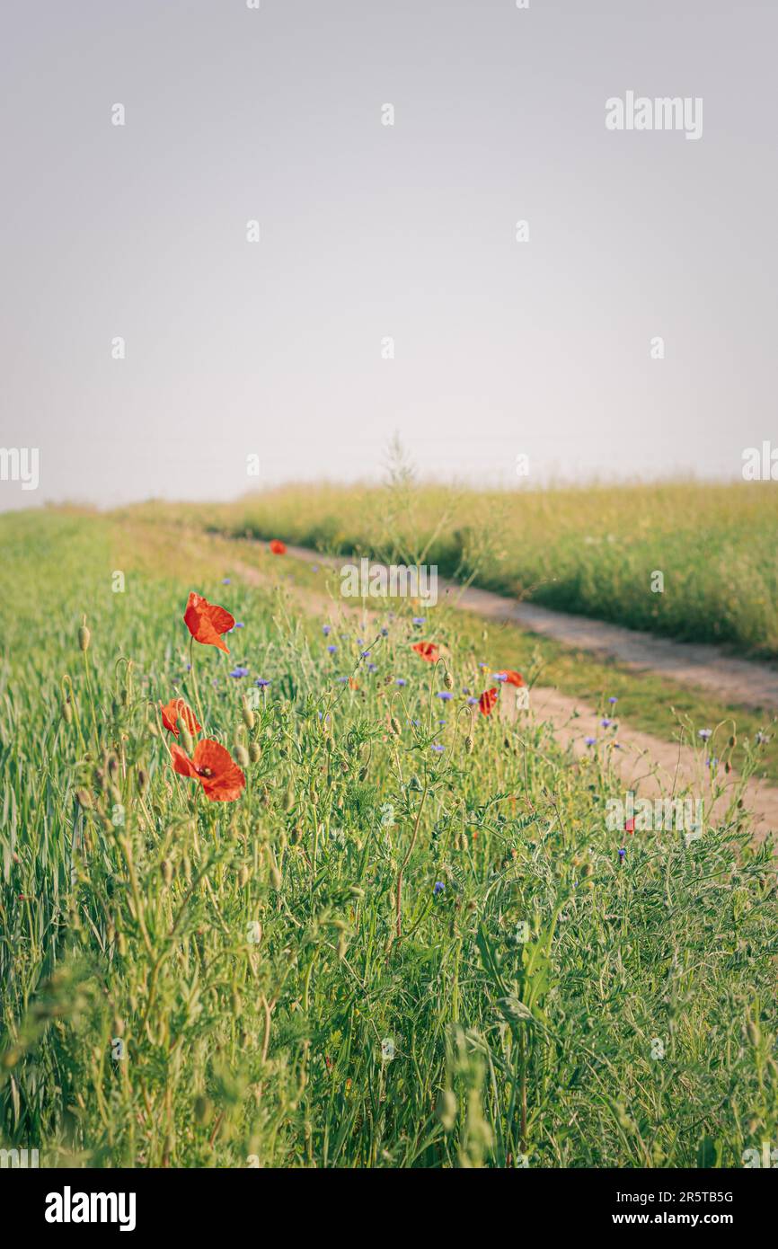 A vertical shot of a winding road surrounded by fields of poppies Stock Photo