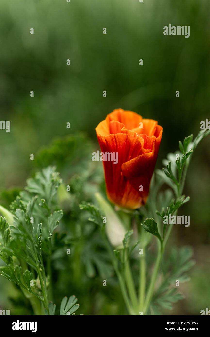 A vertical shot of a blooming orange California poppy in a garden Stock Photo