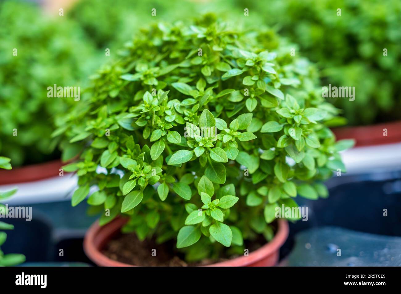 green basil on a pot, traditional plant of the the saints festival in Portugal Stock Photo Alamy