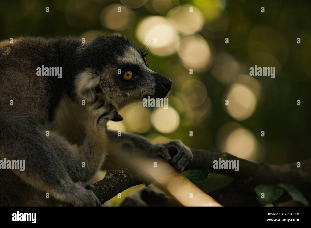 A curious lemur perches on a branch and surveys its surroundings with a thoughtful gaze Stock Photo