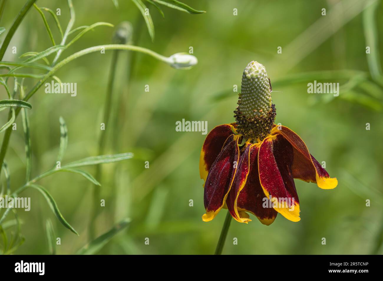 Red Form of Mexican Hat Wildflower Stock Photo