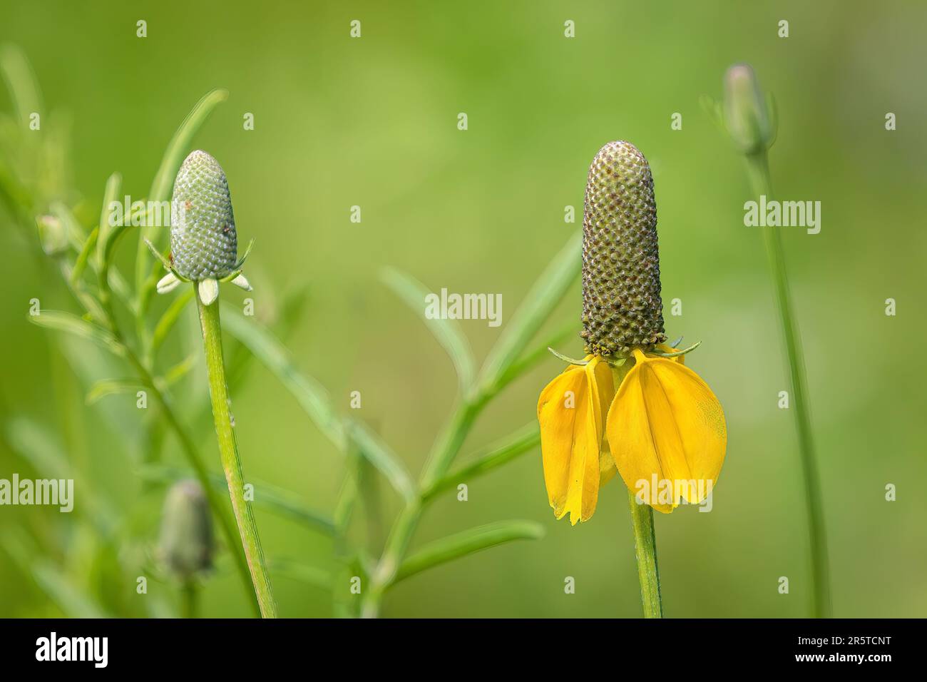 A Yellow Mexican Hat Flower Stock Photo