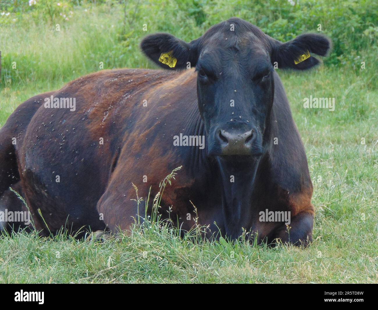 A black angus cow sits on the ground Stock Photo Alamy