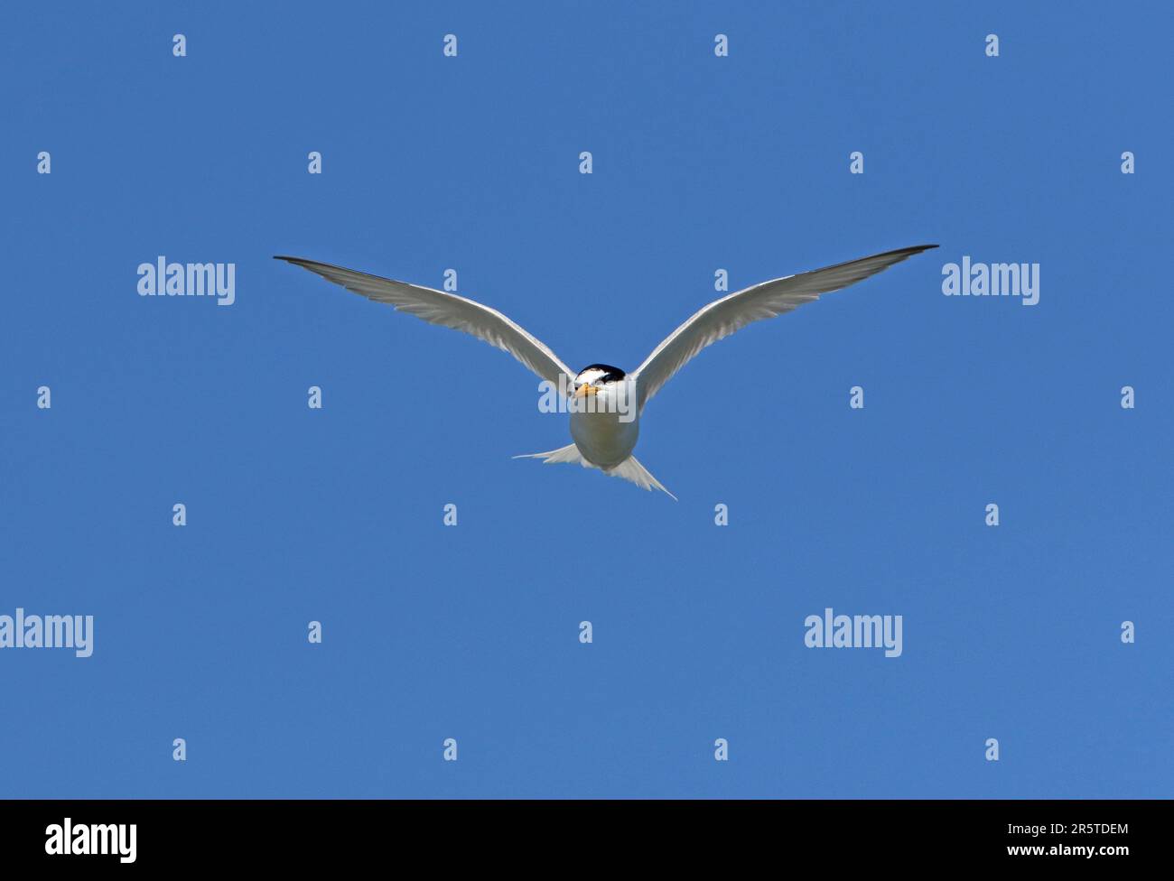 little-tern-sternula-albifrons-albifrons-adult-in-flight-eccles-on