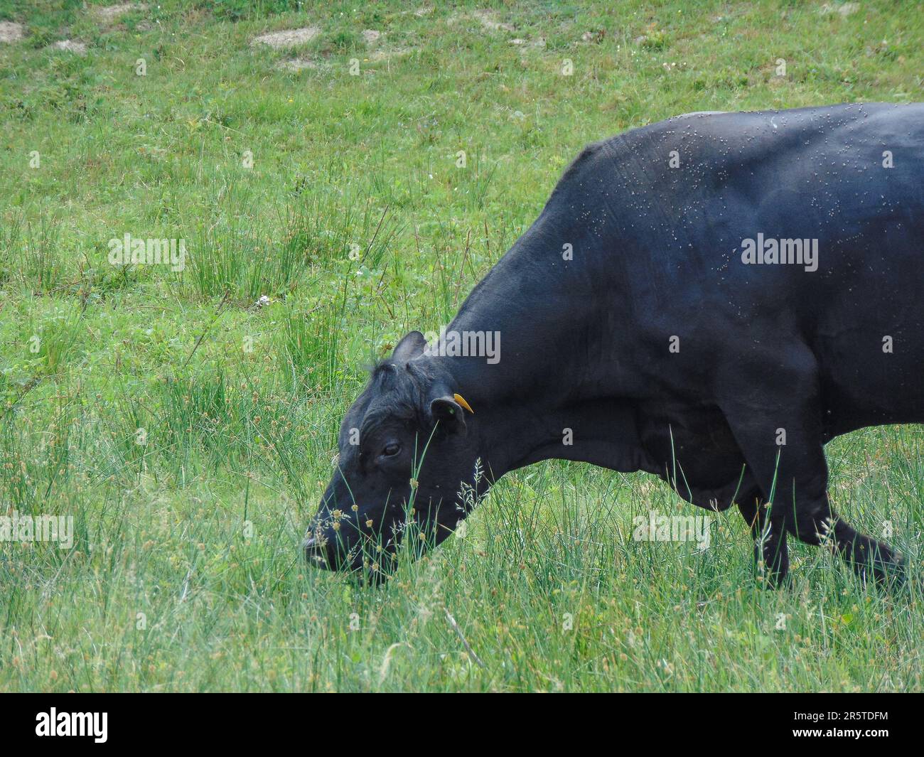 A black angus bull grazes grass Stock Photo