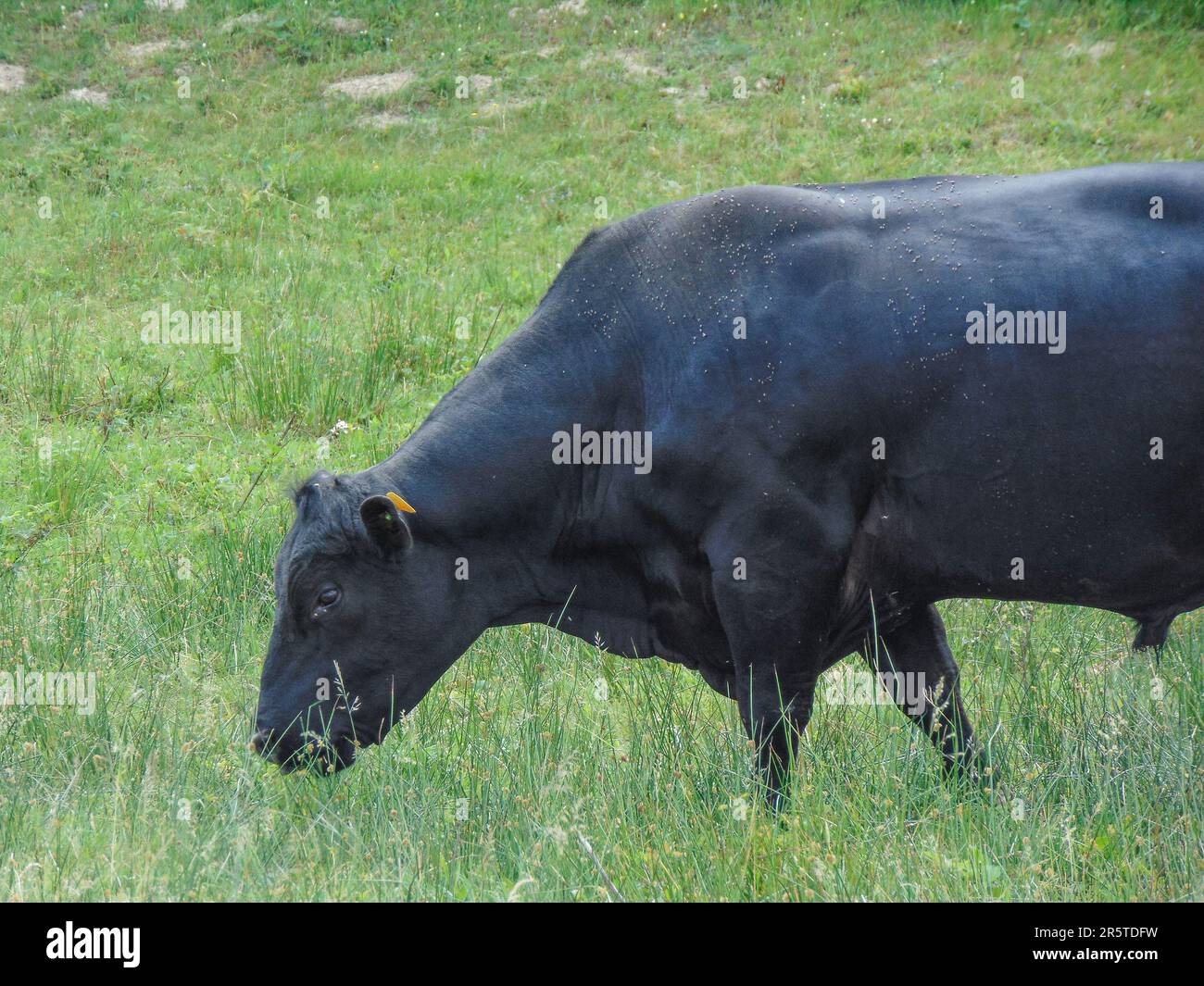 A black angus bull grazes grass Stock Photo