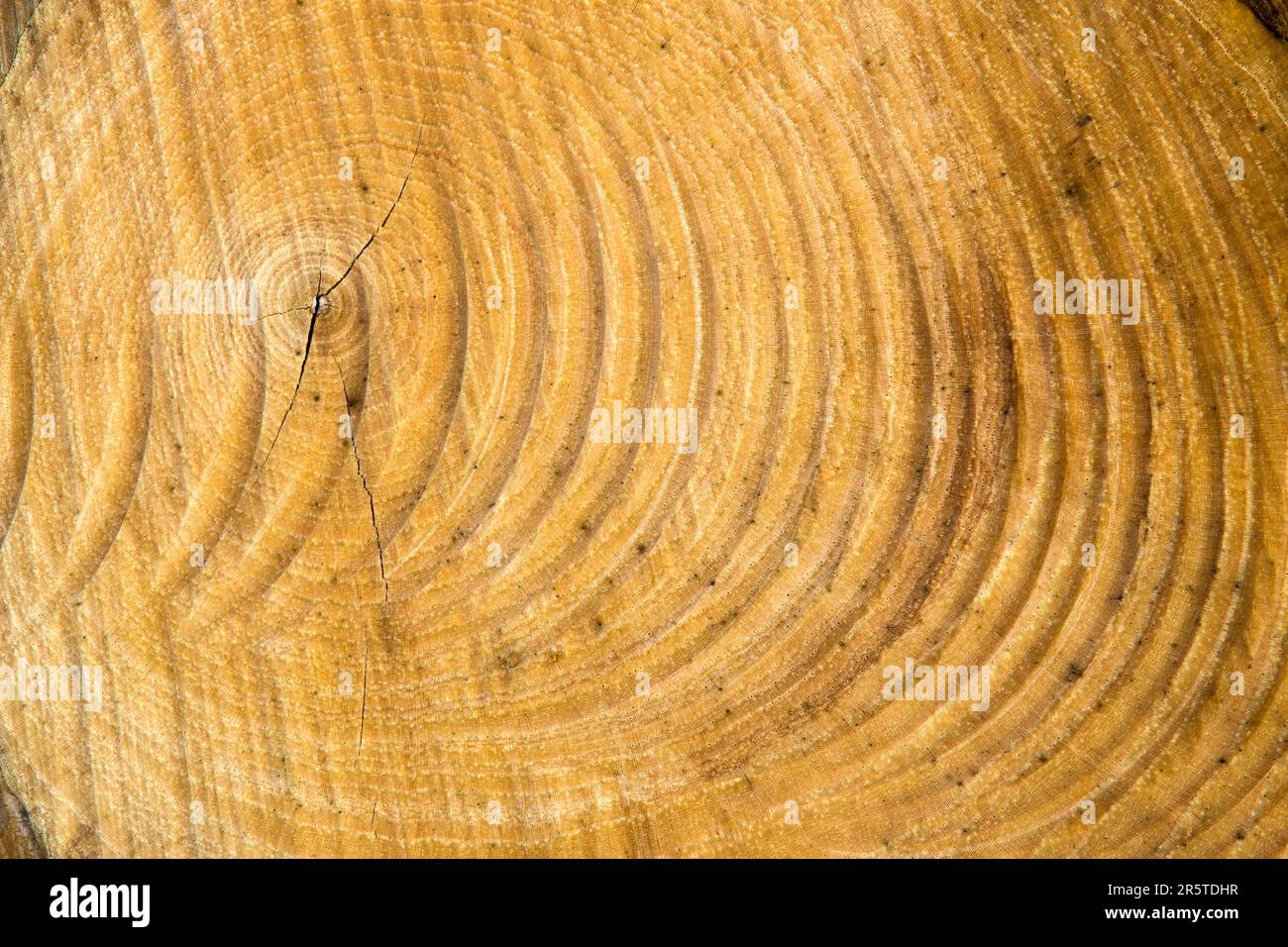 Tree rings and chainsaw scars on a Shagbark Hickory Stock Photo