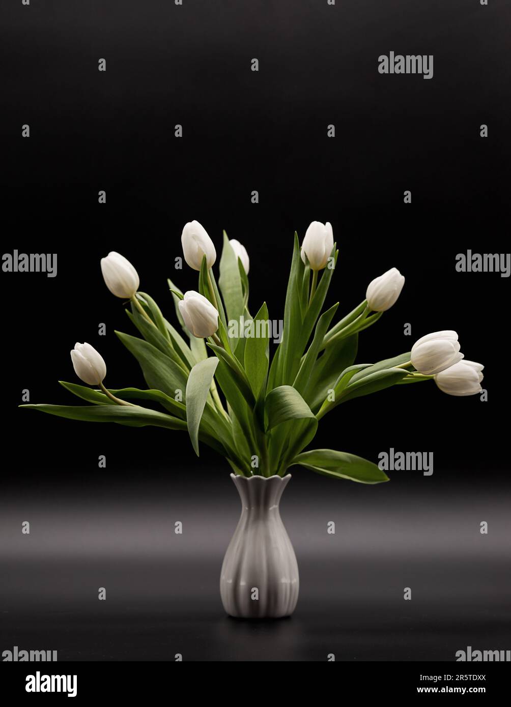 bouquet of white tulips in a vase on a dark background with perspective ...