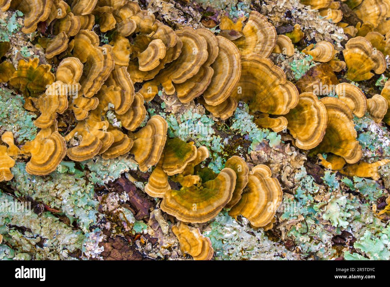 Turkey-tail fungus and Common Greenshield lichen growing on a dead fallen white ash tree truck Stock Photo
