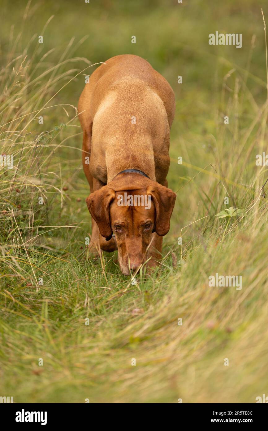 A white and brown dog stands in a grassy field, searching intently ...