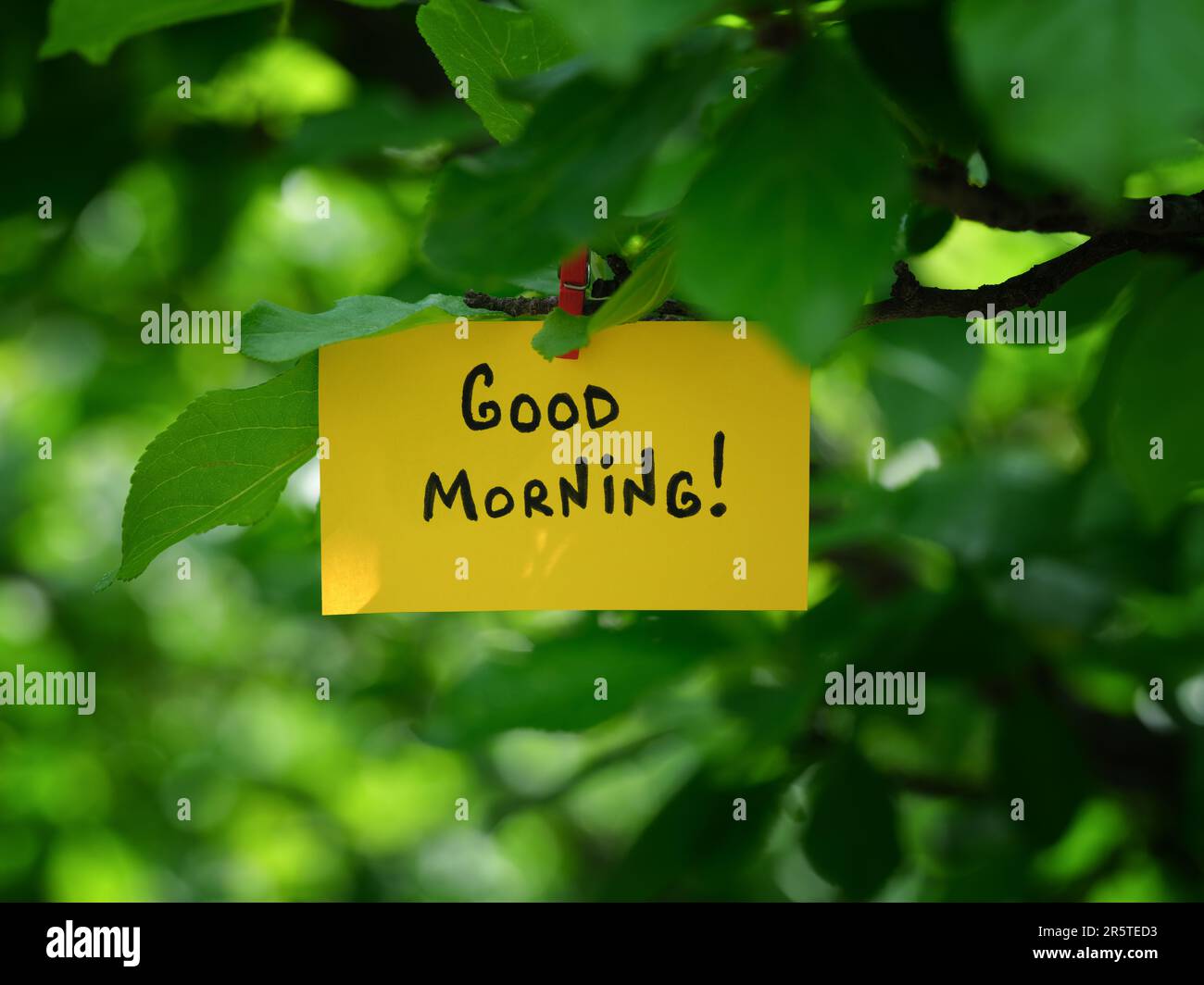 Good 2024 morning tree