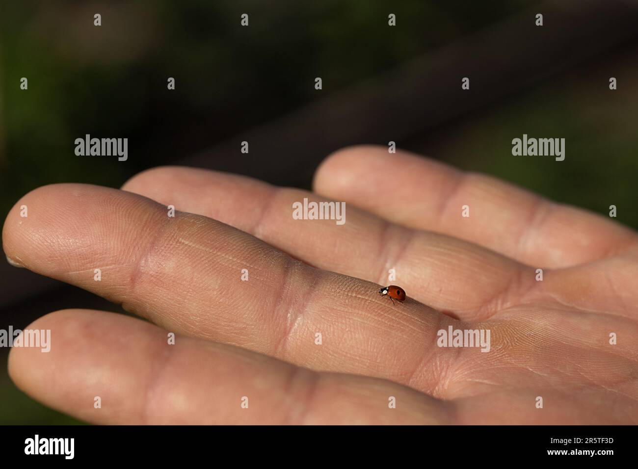 Mans hand little hi-res stock photography and images - Alamy