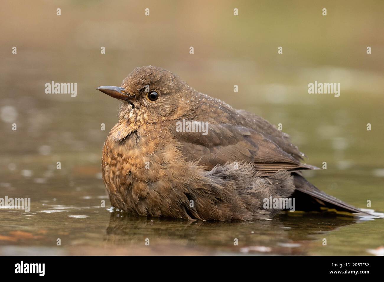 A small brown bird is perched alone in a shallow pool of water, its ...
