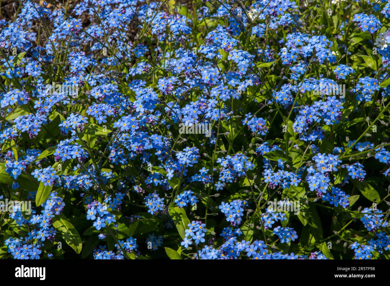 Close-up of beautiful Myosotis flowers, also known as Forget-Me-Not. Stock Photo