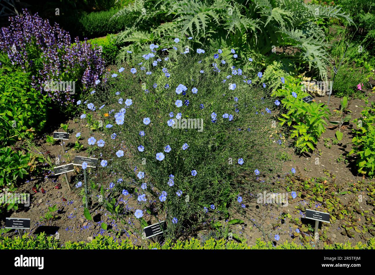 Perennial Flax, linum perenne, Physic Garden, Cowbridge, Vale of Glamorgan, South Wales, UK. Stock Photo