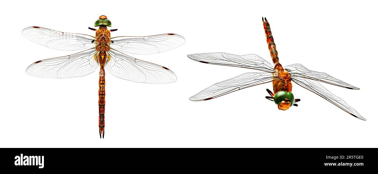 Stylized photo dragonfly from two angles isolated on white background. Stock Photo