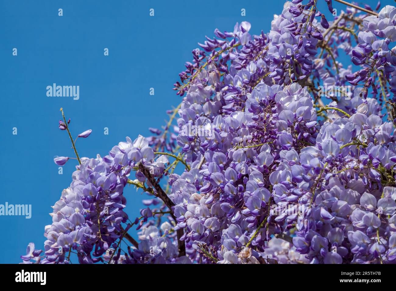 close up of flowering wisteria a beautiful prolific tree with scented purple flowers in hanging racemes with blue sky in the background Stock Photo