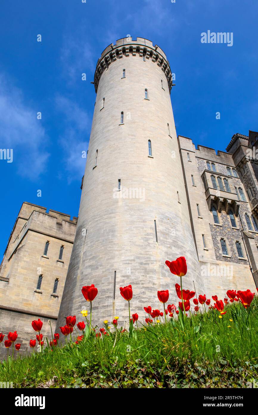 Sussex, UK - April 29th 2023: Carpet of beautiful red Tulips at the historic Arundel Castle in Arundel, West Sussex. Stock Photo