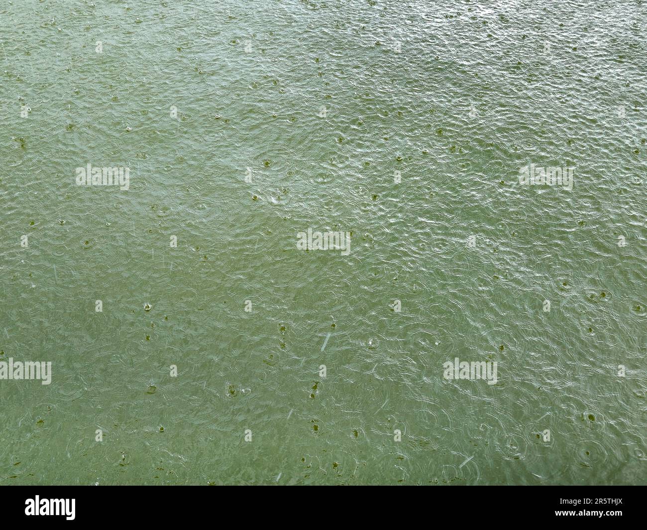 Green lake water with raindrop pattern Stock Photo