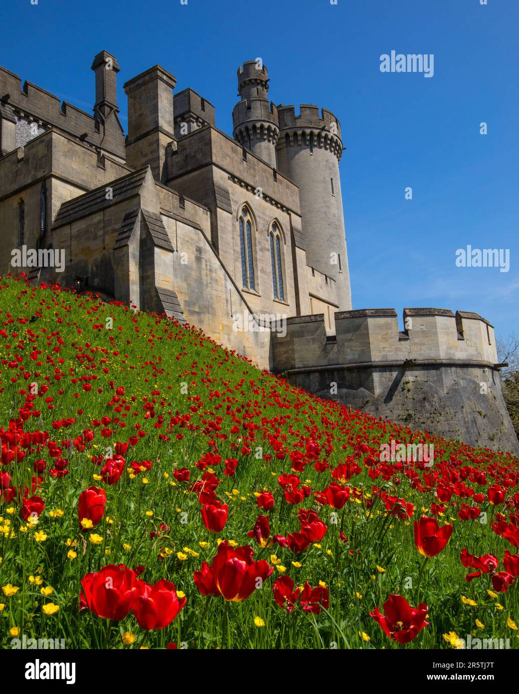 Sussex, UK - April 29th 2023: Beautiful Tulips and Buttercups at the historic Arundel Castle in Arundel, West Sussex. Stock Photo